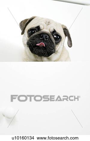 Close-Up, standing, watching Cute View Large Photo Image Picture - Close-Up, standing, watching Cute. Fotosearch