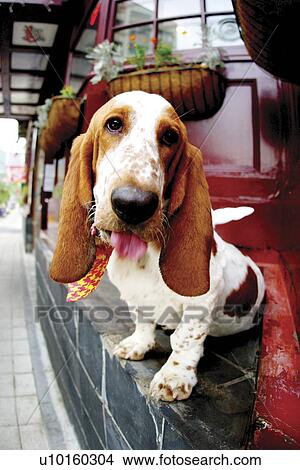 Picture - Close-Up, standing, watching Cute. Fotosearch