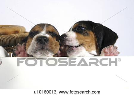 Close-Up, standing, watching Cute View Large Photo Image Stock Image - Close-Up, standing, watching Cute. Fotosearch