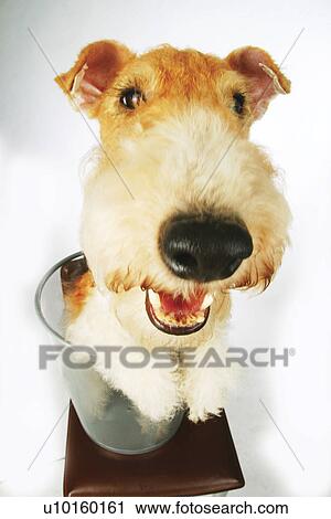 Close-Up, standing, watching Cute View Large Photo Image Stock Image - Close-Up, standing, watching Cute. Fotosearch
