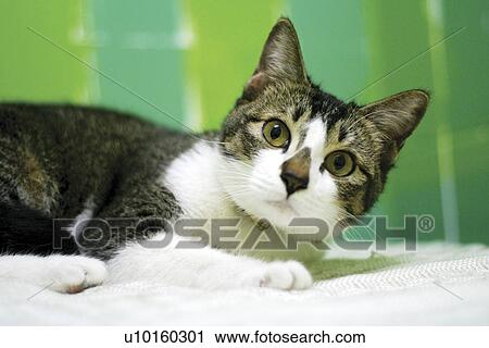Stock Image - Close-Up, standing, watching Cute. Fotosearch