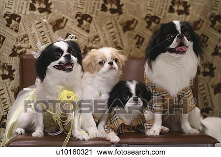 Stock Image - Close-Up, standing, watching Cute. Fotosearch