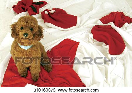 Stock Image - Close-Up, standing, watching Cute. Fotosearch