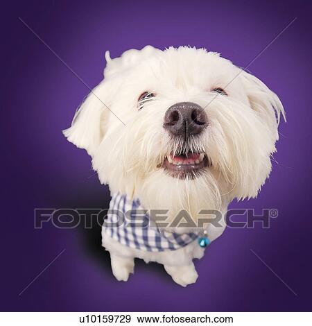 Close-Up, standing, watching Cute View Large Photo Image Stock Photo - Close-Up, standing, watching Cute. Fotosearch