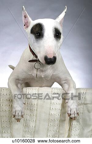 Stock Photo - Close-Up, standing, watching Cute. Fotosearch