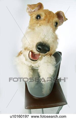 Close-Up, standing, watching Cute View Large Photo Image Stock Photo - Close-Up, standing, watching Cute. Fotosearch