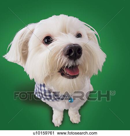 Close-Up, watching Cute, One Animal View Large Photo Image Stock Image - Close-Up, watching Cute, One Animal. Fotosearch