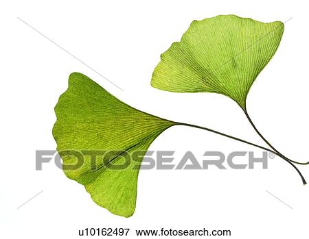 Stock Photo - Outdoors, Day. Fotosearch