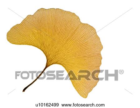 Stock Photo - Outdoors, Day. Fotosearch