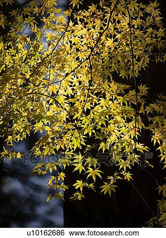 Stock Photograph - Outdoors, Day. Fotosearch