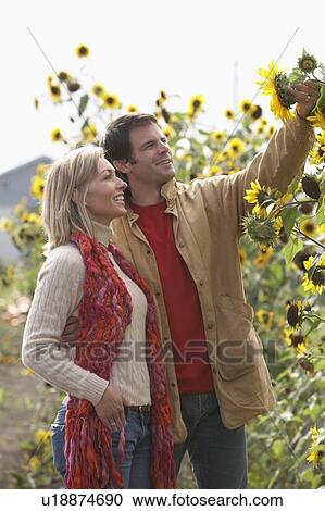 Couple on an organic farm looking at sunflowers, Ladner, British Columbia, Canada View Large Photo Image Stock Image - Couple on an organic farm looking at sunflowers, Ladner, British Columbia, Canada. Fotosearch