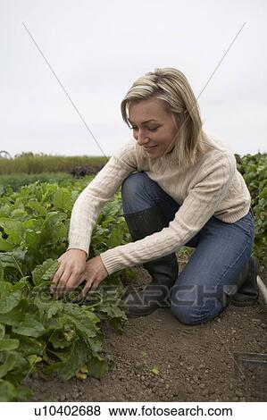 Woman looking at plants in organic garden, Ladner, British Columbia View Large Photo Image Stock Photo - Woman looking at plants in organic garden, Ladner, British Columbia. Fotosearch