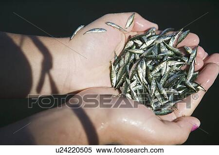 Stock Photography - 14 Year Old Girl Catching Minnows. Victoria, BC.. Fotosearch