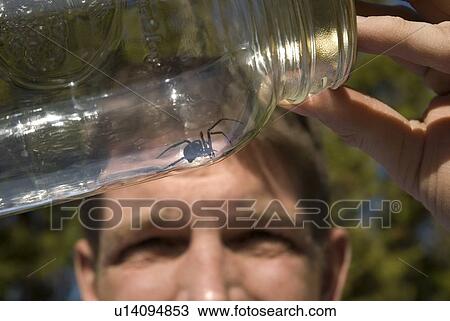 Stock Image - Black widow spider in jar, Okanagan Centre, BC, Canada. Fotosearch