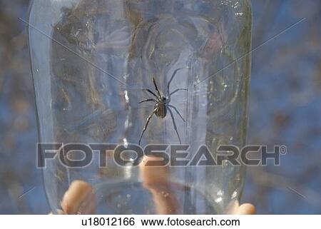 Black widow spider in jar, Okanagan Centre, BC, Canada View Large Photo Image Stock Photograph - Black widow spider in jar, Okanagan Centre, BC, Canada. Fotosearch