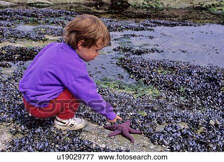 Stock Photo - Boy, 2, touches purple starfish on beach, Galiano Island, BC. Fotosearch