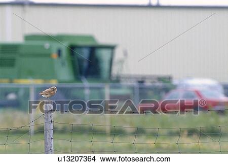Burrowing Owl (Athene cunicularia) living in city, encroachment on habitat View Large Photo Image Picture - Burrowing Owl (Athene cunicularia) living in city, encroachment on habitat. Fotosearch