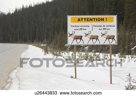 Caribou crossing sign, Jasper National Park, Alberta, Canada View Large Photo Image Stock Image - Caribou crossing sign, Jasper National Park, Alberta, Canada. Fotosearch
