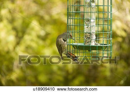 Stock Image - Flicker Sneaking Food from a Birdfeeder, West Vancouver, B. C.. Fotosearch