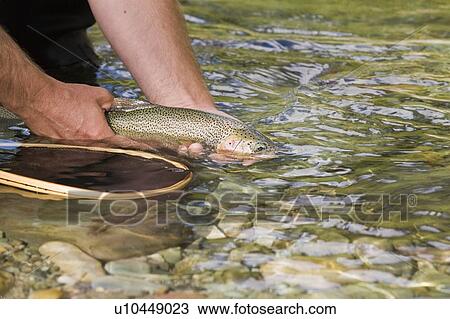 Fly-fishing guide, Russ Trand, fly-fishing on tributary of Elk River near Fernie, Elk Valley, East Kootenays, British Columbia, Canada. View Large Photo Image Stock Image - Fly-fishing guide, Russ Trand, fly-fishing on tributary of Elk River near Fernie, Elk Valley, East Kootenays, British Columbia, Canada.. Fotosearch