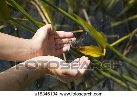 Picture - Girl's hands holding a dragonfly, Balboa Park, San Diego, California. Fotosearch