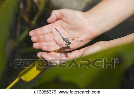 Stock Photo - Girl's hands holding a dragonfly, Balboa Park, San Diego, California. Fotosearch