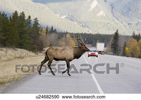Stock Image - Large male Elk (Cervus elaphus) crossing highway in Jasper National Park, Alberta, Canada.. Fotosearch