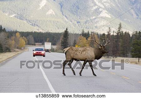 Stock Photo - Large male Elk crossing highway in Jasper National Park, Alberta, Canada.. Fotosearch