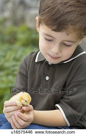 Stock Photograph - Little boy holding a baby chick on a farm, Waterford, Ontario. Fotosearch