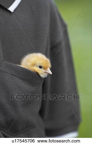 Little boy with a baby chick in his pocket, Waterford, Ontario View Large Photo Image Stock Photograph - Little boy with a baby chick in his pocket, Waterford, Ontario. Fotosearch