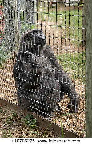 Stock Photography - Lowland Gorilla (Gorilla gorilla gorilla) sits against fence, Toronto Zoo, Toronto, Ontario, Canada.. Fotosearch