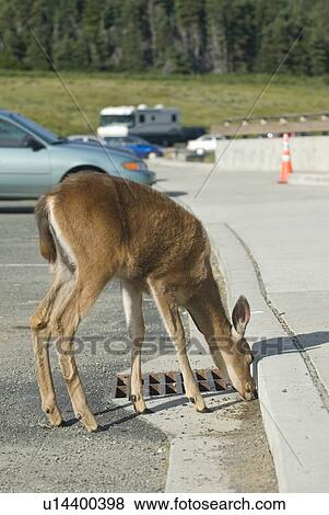 Mule deer licking salt off the road in a parking lot. Olympic National Park, Hurricane Ridge, Washington, USA View Large Photo Image Stock Photo - Mule deer licking salt off the road in a parking lot. Olympic National Park, Hurricane Ridge, Washington, USA. Fotosearch