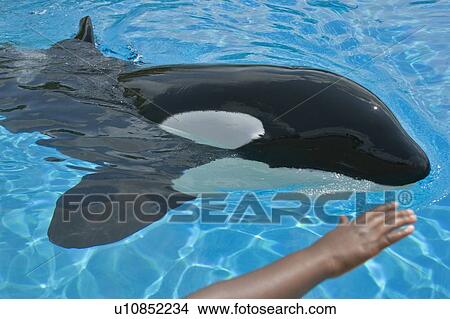 Orca in Captivity - Marineland - Niagara Falls Ontario, Canada View Large Photo Image Picture - Orca in Captivity - Marineland - Niagara Falls Ontario, Canada. Fotosearch