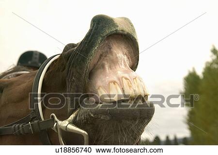 Stock Image - Smiling horse, Kelowna, BC. Fotosearch