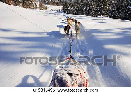 View of Dog Sled in action, Marsoui, Gaspesie, Quebec View Large Photo Image Stock Photography - View of Dog Sled in action, Marsoui, Gaspesie, Quebec. Fotosearch