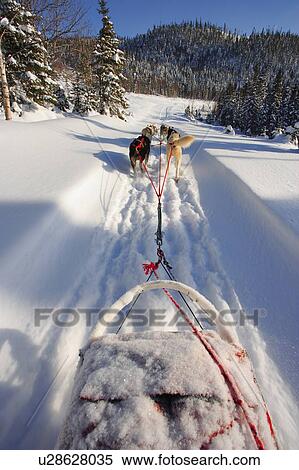 View of Dog Sled in action, Marsoui, Gaspesie, Quebec View Large Photo Image Stock Photography - View of Dog Sled in action, Marsoui, Gaspesie, Quebec. Fotosearch