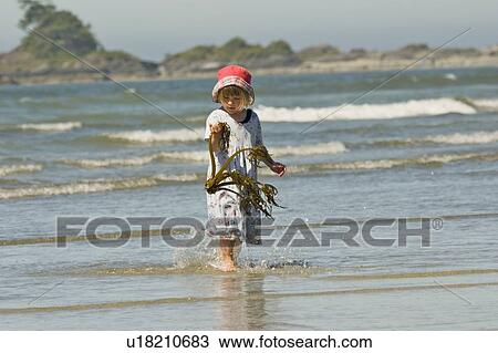 Young girl examines piece of kelp found on beach, Chesterman Beach, Tofino, British Columbia, Canada. View Large Photo Image Stock Image - Young girl examines piece of kelp found on beach, Chesterman Beach, Tofino, British Columbia, Canada.. Fotosearch