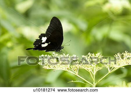 Picture - Close-Up, Single Animal, Outdoors. Fotosearch