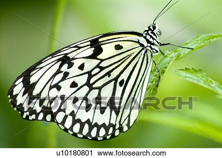 Close-Up, Single Animal, Outdoors View Large Photo Image Stock Image - Close-Up, Single Animal, Outdoors. Fotosearch