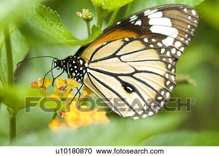 Close-Up, Single Animal, Outdoors View Large Photo Image Stock Image - Close-Up, Single Animal, Outdoors. Fotosearch