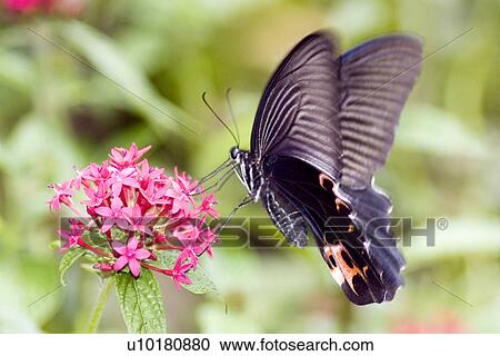 Stock Image - Close-Up, Single Animal, Outdoors. Fotosearch
