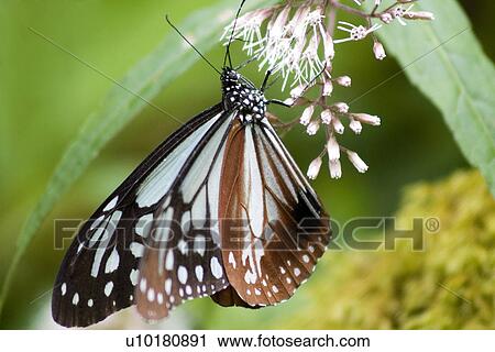 Close-Up, Single Animal, Outdoors View Large Photo Image Stock Image - Close-Up, Single Animal, Outdoors. Fotosearch