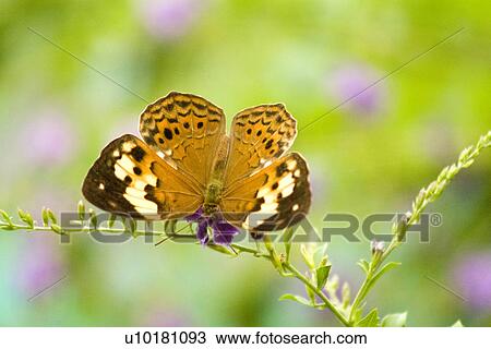 Close-Up, Single Animal, Outdoors View Large Photo Image Stock Image - Close-Up, Single Animal, Outdoors. Fotosearch