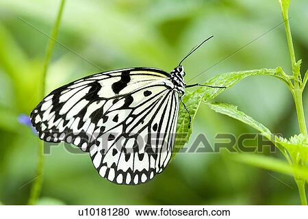 Close-Up, Single Animal, Outdoors View Large Photo Image Stock Image - Close-Up, Single Animal, Outdoors. Fotosearch