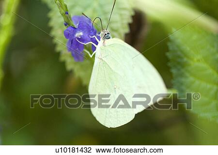 Close-Up, Single Animal, Outdoors View Large Photo Image Stock Image - Close-Up, Single Animal, Outdoors. Fotosearch