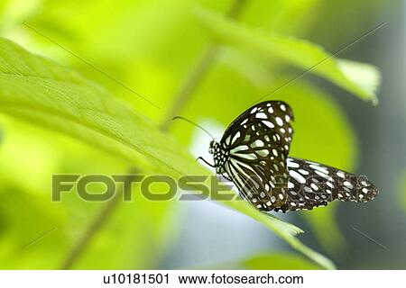 Stock Image - Close-Up, Single Animal, Outdoors. Fotosearch