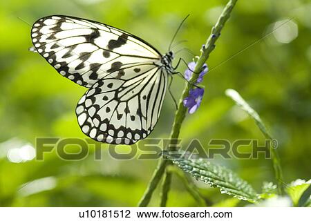 Close-Up, Single Animal, Outdoors View Large Photo Image Stock Image - Close-Up, Single Animal, Outdoors. Fotosearch