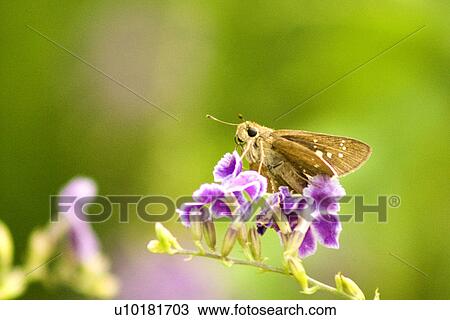Stock Image - Close-Up, Single Animal, Outdoors. Fotosearch