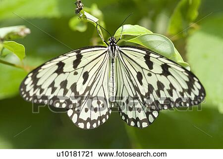 Close-Up, Single Animal, Outdoors View Large Photo Image Stock Image - Close-Up, Single Animal, Outdoors. Fotosearch