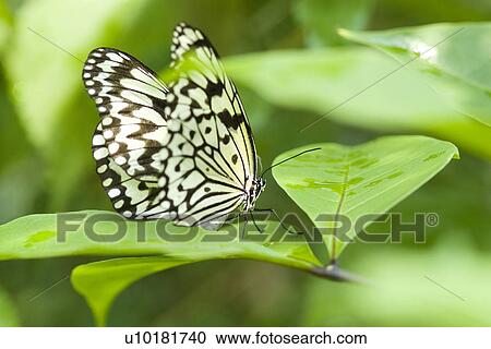 Close-Up, Single Animal, Outdoors View Large Photo Image Stock Image - Close-Up, Single Animal, Outdoors. Fotosearch